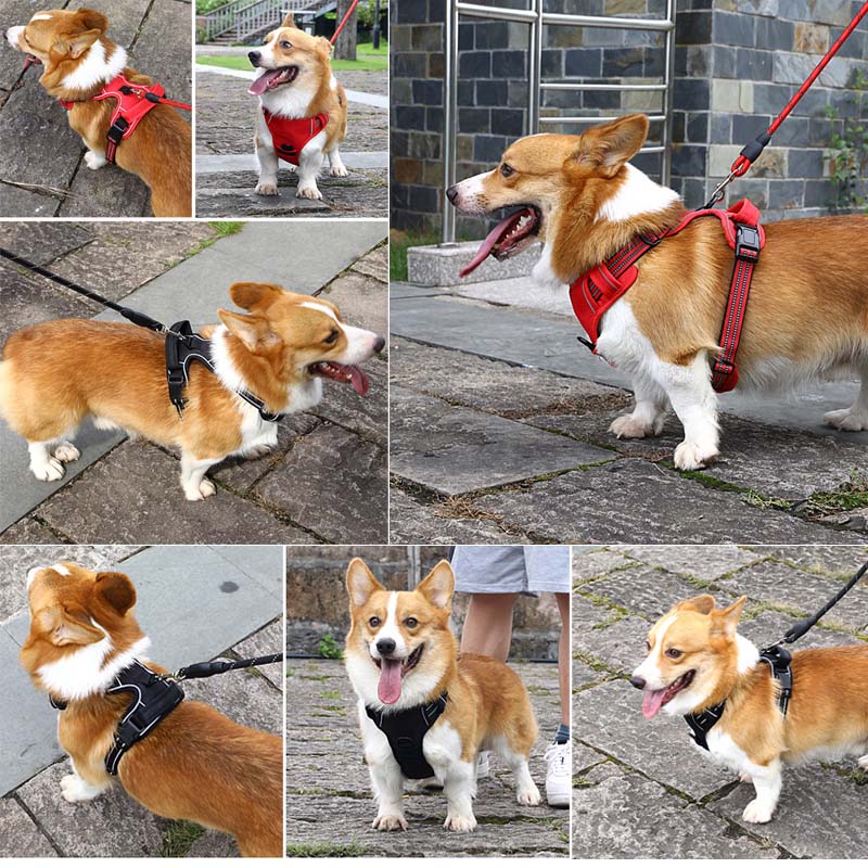 ChangYe dog harness