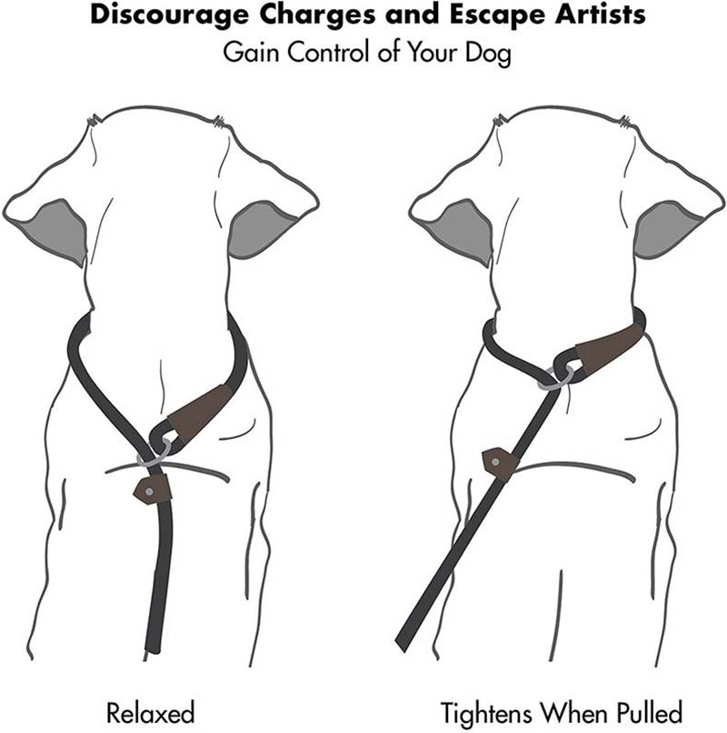 pet leash appplication details