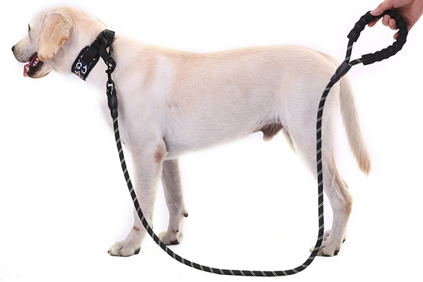 Pet Restraints